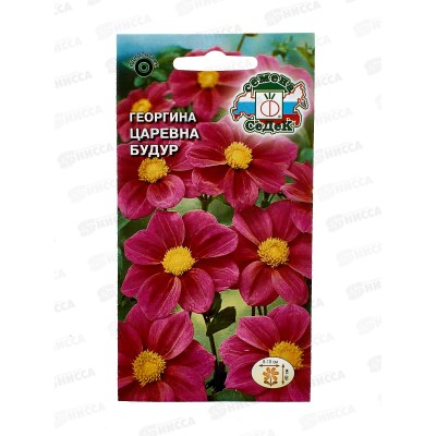 Георгин Царевна Будур (пурпурная) (Евро, 0,2) СеДек *10 +