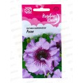 Петуния Розеа крупноцветковая, 7 гранул в пробирке *10 ГШ +