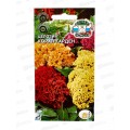 Целозия Корал гарден (гребенчатая, низкорослая, смесь цветов) (Евро, 0,2) СеДек *10 + Целозия Корал гарден (гребенчатая, низкорослая, смесь цветов) (Евро, 0,2) СеДек *10 +
