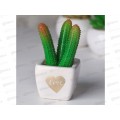 Бонсай в горшке Суккулент Love 10,5*6см 4095590 Бонсай в горшке Суккулент Love 10,5*6см 4095590