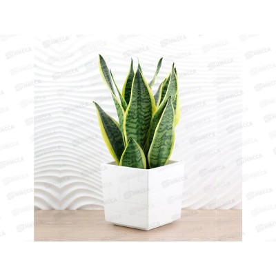 Горшок для цветов Квадро 6,6л Белый (с вкладкой) *6 Горшок для цветов Квадро 6,6л Белый (с вкладкой) *6