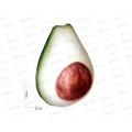 Авокадо-антистресс средний, МТ11022  /16
