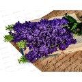 Букет Сирени 5веток 70см микс D-20 42502 *1*20