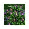 Гирлянда садовая солнечная батарея 25LED 7м шампань INBLOOM 185-058 г Гирлянда садовая солнечная батарея 25LED 7м шампань INBLOOM 185-058 г