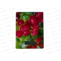 Весы кухонные Maxtronic MAX-1031-4 электронные *24 Весы кухонные Maxtronic MAX-1031-4 электронные *24