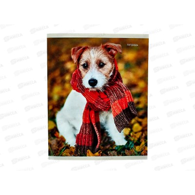 Тетрадь 96листов клетка  ЭКСМ А5 Пушистые друзья в уп. 5 видов ТК968386 *5/50 Тетрадь 96листов клетка  ЭКСМ А5 Пушистые друзья в уп. 5 видов ТК968386 *5/50