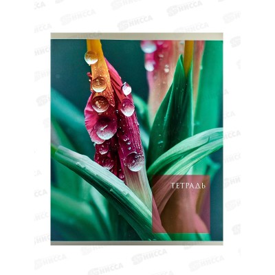 Тетрадь 48листов клетка ЭКСМ Чарующая природа.Мокрый шелк ТК488665 *10/100 Тетрадь 48листов клетка ЭКСМ Чарующая природа.Мокрый шелк ТК488665 *10/100