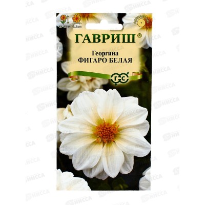Георгина Фигаро белая 7шт Н23 *10 ГШ + Георгина Фигаро белая 7шт Н23 *10 ГШ +