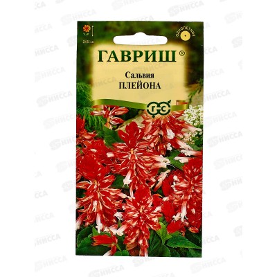 Сальвия Плейона карликовая 4шт  *10 ГШ + Сальвия Плейона карликовая 4шт  *10 ГШ +