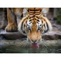 Алмазная мозаика (класс.) 30х40см Тигр у водоёма, НД-0525 с подр. Алмазная мозаика (класс.) 30х40см Тигр у водоёма, НД-0525 с подр.