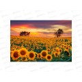 Алмазная мозаика (блест.) 30х40см Подсолнухи на закате НД-2695 без подр. Алмазная мозаика (блест.) 30х40см Подсолнухи на закате НД-2695 без подр.