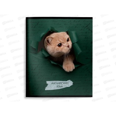 Тетрадь 48л кл. schoolФОРМАТ А5 Любопытный котик Англ.язык ТТКАНГ-КВД