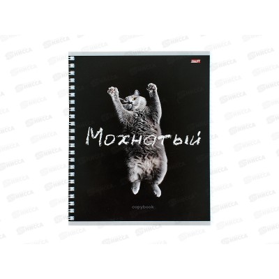 Тетрадь 48л клетка Profit Забавные коты - 2, гребень, Т48-4849 *80