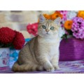 Алмаз. мозаика (класс.) 30х40см Золотистая шиншилла, АЛМ-0053 с подр.