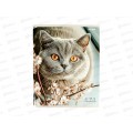 Тетрадь 96л клетка ПП Разные домашние коты, 96-4319 *6/48