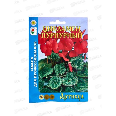 Цикламен перс Пурпурный 7шт цв/п *10  АРТ