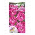 Петуния Дот стар дип пинк Евро *10 УрД