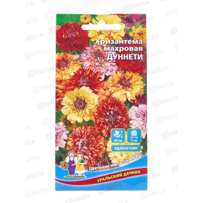 Хризантема Дуннети Евро махровая *10 УрД +