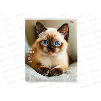 Тетрадь 48л клетка Profit Милые котики - 5, мел., 48-9051 *100
