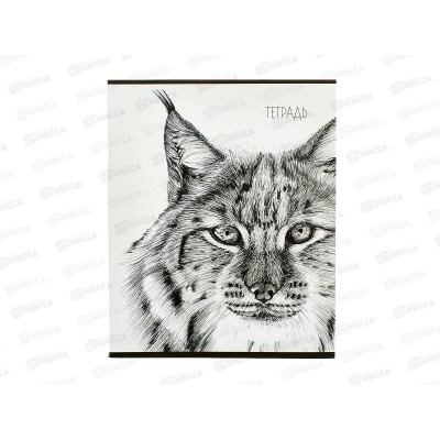 Тетрадь 40л кл. Апплика Рысь С6046-39 *80