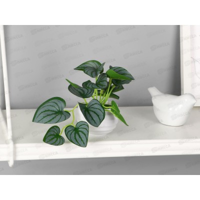 Бонсай в горшке "Пеперомия колор элегант" 6*11см зеленый 10325088 Бонсай в горшке "Пеперомия колор элегант" 6*11см зеленый 10325088