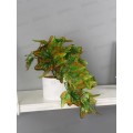 Бонсай в горшке &quotСингониум элегант&quot 9*19см зеленый 10325096