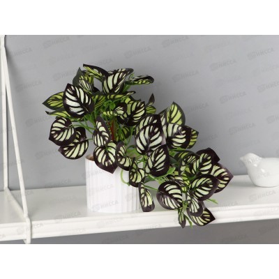 Бонсай в горшке "Калатея элегант" 9*19см зеленый 10325097 Бонсай в горшке "Калатея элегант" 9*19см зеленый 10325097