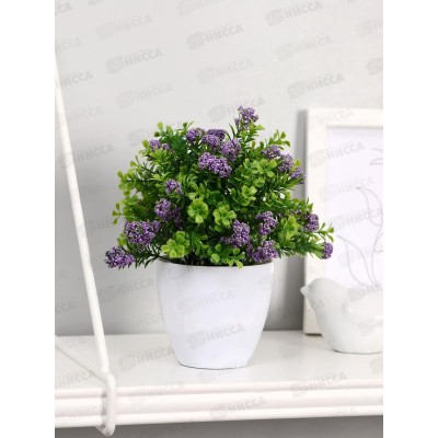 Бонсай в горшке "Озотамнус в листве" 8*16см микс 4555648 Бонсай в горшке "Озотамнус в листве" 8*16см микс 4555648