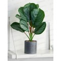 Бонсай в горшке "Калатея" 9*30см зеленый 9750508 Бонсай в горшке "Калатея" 9*30см зеленый 9750508