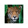 Алмаз. мозаика (блест.) 20х20см Леопард в траве, НД-0900 на картоне