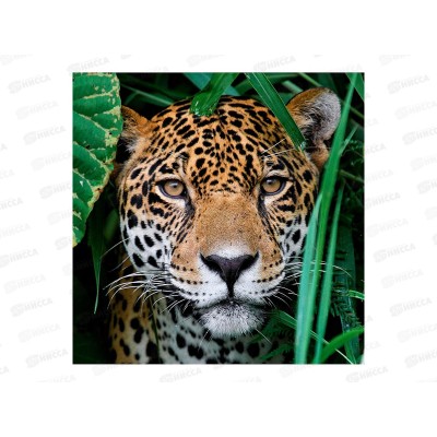 Алмаз. мозаика (блест.) 20х20см Леопард в траве, НД-0900 на картоне