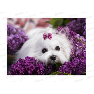 Алмаз. мозаика (класс.) 20х30см Мальтийская болонка НД-0964 на картоне Алмаз. мозаика (класс.) 20х30см Мальтийская болонка НД-0964 на картоне