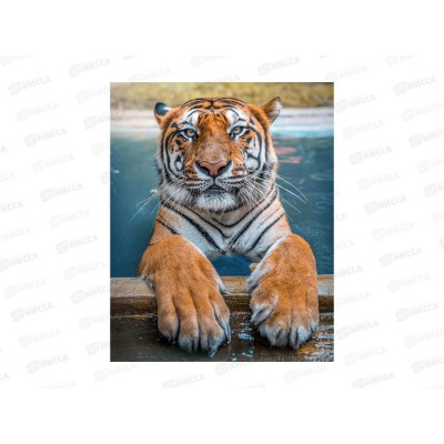 Алмаз. мозаика (класс.) 20х30см Тигр в бассейне, НД-0973 на картоне Алмаз. мозаика (класс.) 20х30см Тигр в бассейне, НД-0973 на картоне