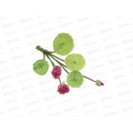 Лотос плавающий для пруда 26см INBLOOM 171-030  г