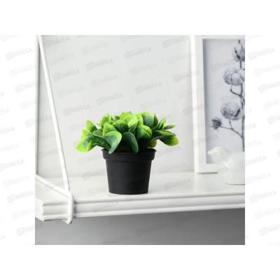 Бонсай в горшке &quotХавортия ладьевидная&quot 7*10см, 9750536