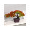 Бонсай в горшке &quotДендроарт&quot 12*17см микс 7081281