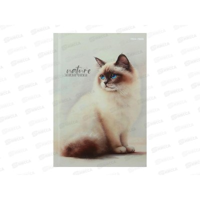 Записная книжка ПП А6 80л Красивые коты - 2, ЗК80-0075