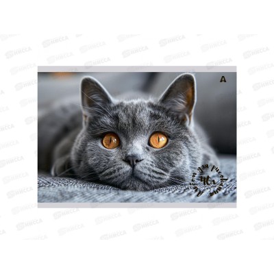 Альбом д/рис.40л Alingar "Котик" mix, AL13294 *40 Альбом д/рис.40л Alingar "Котик" mix, AL13294 *40
