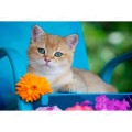 Алмаз. мозаика (блест.) 30х40см Котик на даче, НД-2684 без подр. Алмаз. мозаика (блест.) 30х40см Котик на даче, НД-2684 без подр.