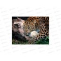 Алмаз. мозаика (класс.) 30х40см Дикий леопард, АЛМ-0056 с подр. Алмаз. мозаика (класс.) 30х40см Дикий леопард, АЛМ-0056 с подр.