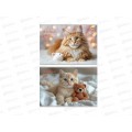 Альбом для рисования 20л Profit Милые котики - 14, 2диз., 20-1467