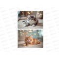 Альбом для рисования 24л ПП Милые котята, 2диз., гребень, 24-8562