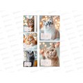 Тетрадь 18л кл. Profit Красивые коты - 6, 5диз., 18-0907 *160