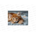 Альбом для рисования 24л ПП Котик-4, 24-2413