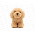 Собака Мальтипу 18см, ML251207-18 MAXITOYS Собака Мальтипу 18см, ML251207-18 MAXITOYS