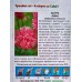Астра Анна (страусовое перо красная) (Евро, 0,2) СеДек *10 + Астра Анна (страусовое перо красная) (Евро, 0,2) СеДек *10 +
