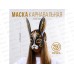 Маска карнавальная "Кролик" 24,4*34,4см 7725302
