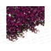 Изгородь &quotСамшит розовый&quot искусскуственная 60*40см INBLOOM 419-006 г
