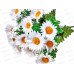 Букет 50см 18гол №14 81082 *20  Б