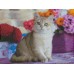 Алмаз. мозаика (класс.) 30х40см Золотистая шиншилла, АЛМ-0053 с подр.